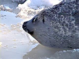 Ring Seal on Sea Ice video clip